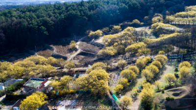 하늘에서 본 샛노란 산수유축제 보고가세요~