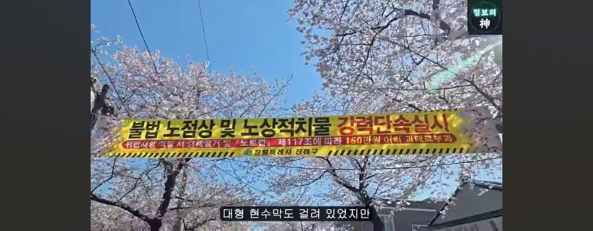 1000032615.jpg 바가지로 유명한 진해군항제 근황을 araboja