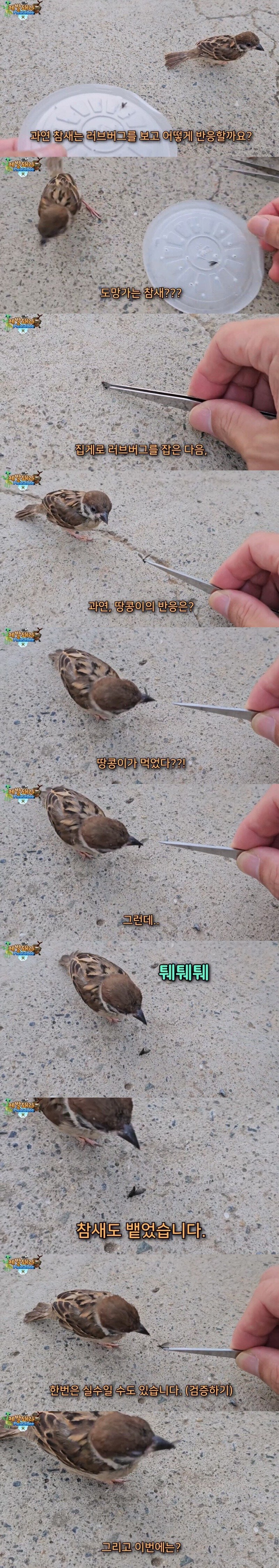 러브버그와 참새 근황_4.jpg