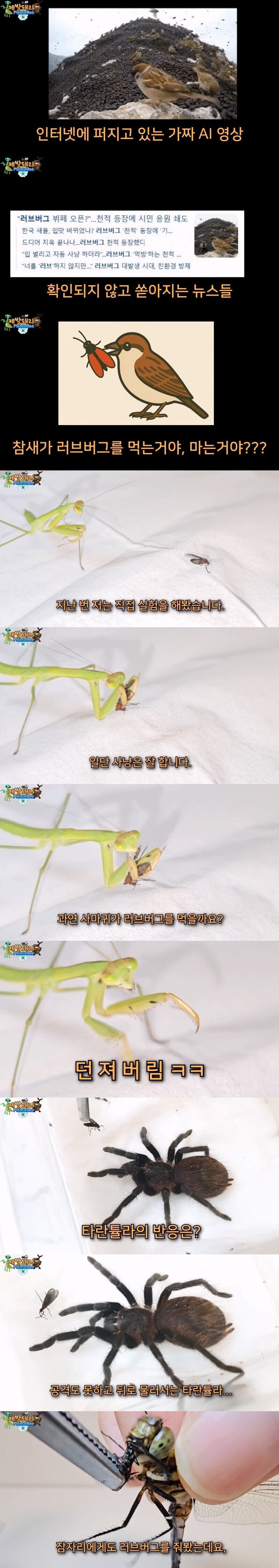 러브버그와 참새 근황_2.jpg