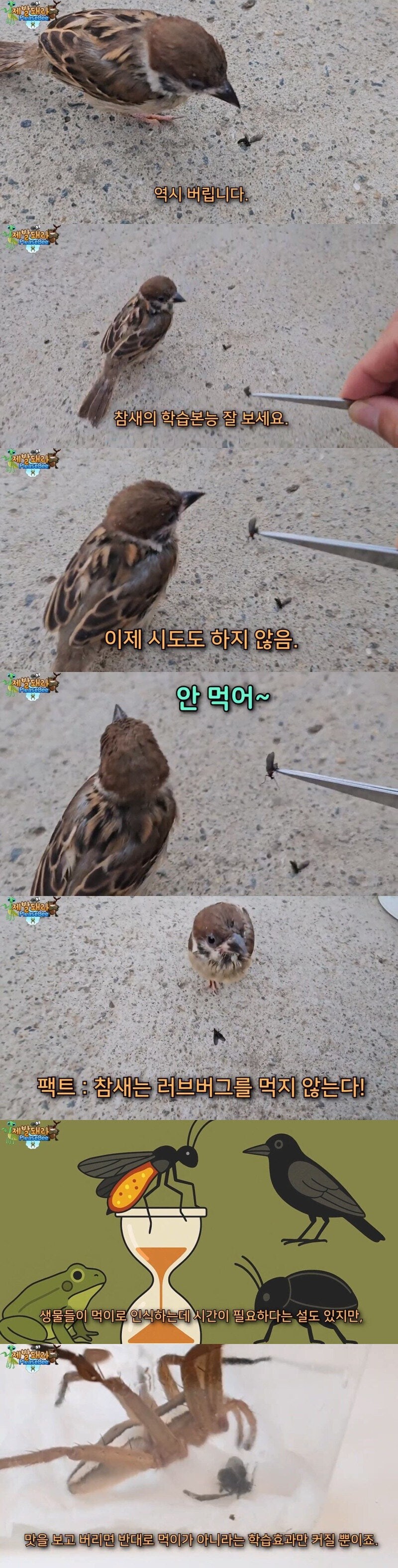 러브버그와 참새 근황_5.jpg